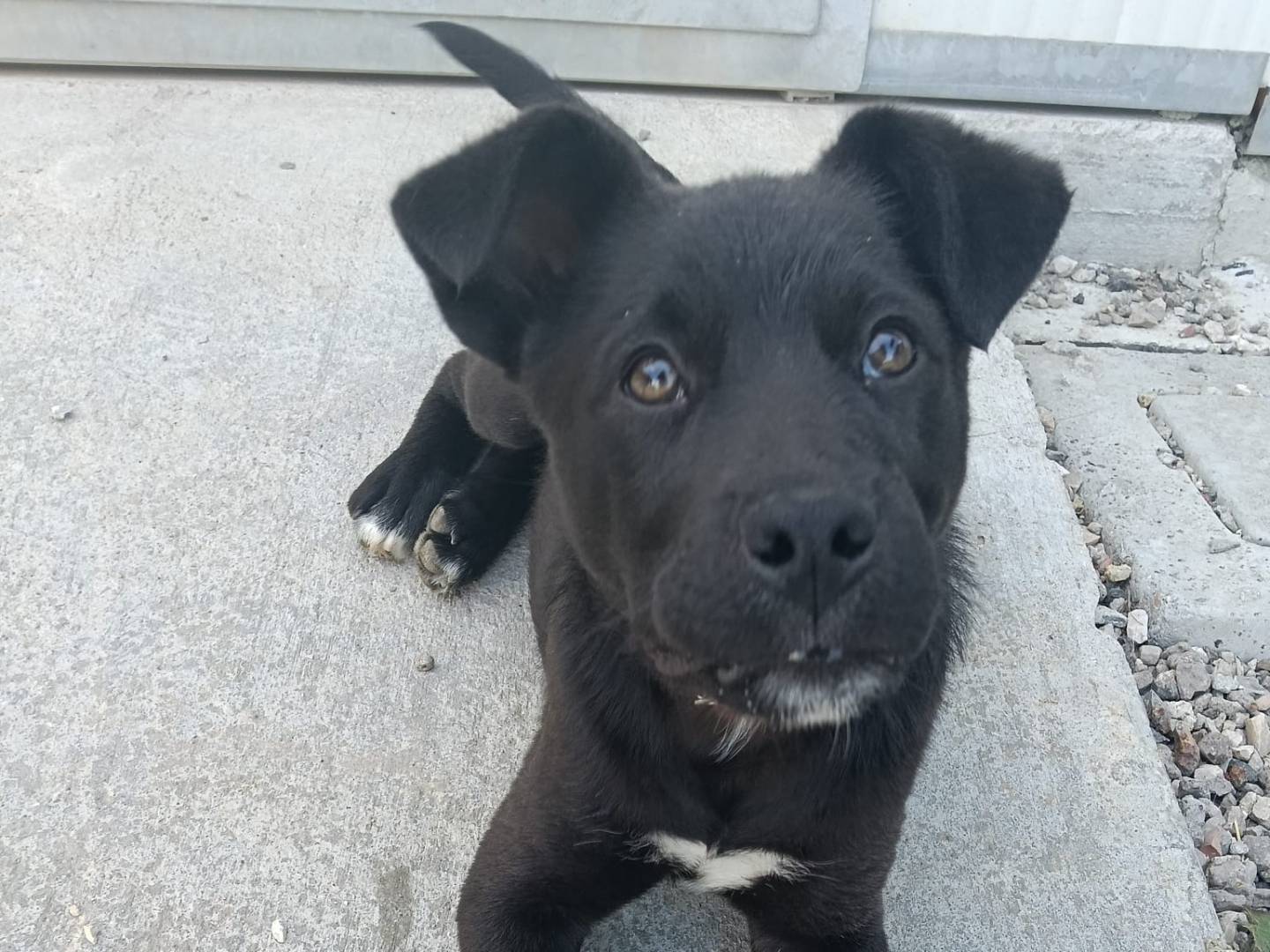Vuoi adottare un cane a Avellino?