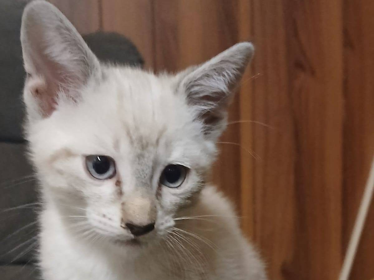 Adozione gatto, maschio, Razza sconosciuta Razza sconosciuta, 1 mesi, taglia non valida, Firenze