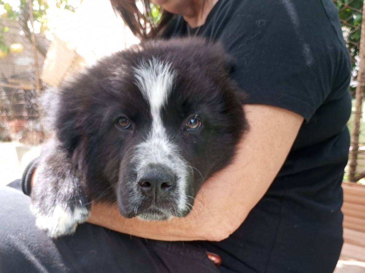 Adozione cane, maschio, Razza sconosciuta Razza sconosciuta, 2 mesi, taglia media, Avellino