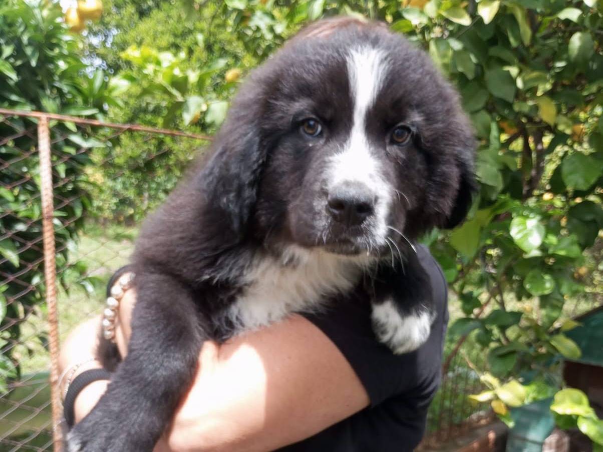 Adotta un cane, maschio, 2 mesi, Avellino