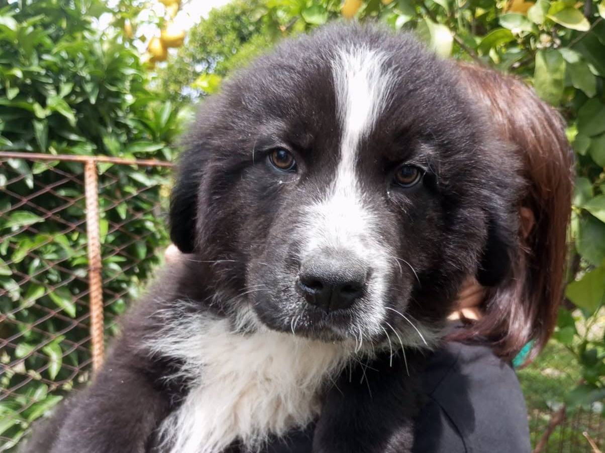 Adotta un cane, taglia media, maschio, Avellino