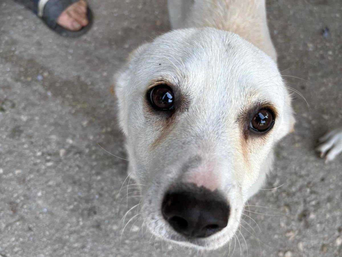 Adozione cane, maschio, Razza sconosciuta Razza sconosciuta, 4 mesi, taglia media contenuta, Avellino