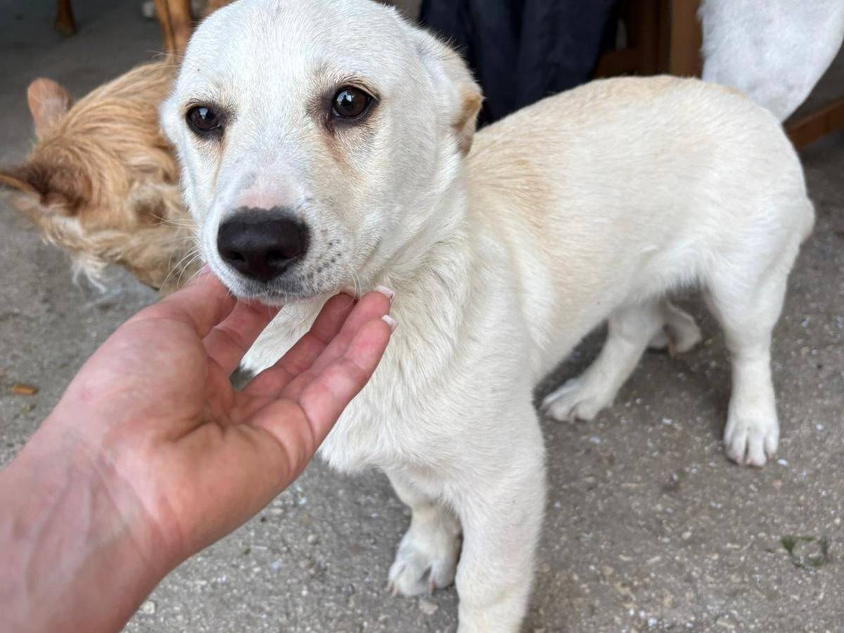 Adotta un cane, maschio, 4 mesi, Avellino