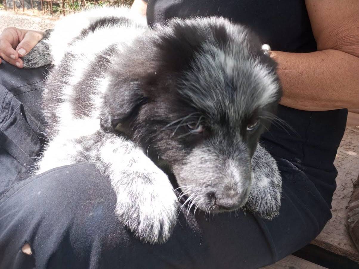 Adozione cane, femmina, Razza sconosciuta Razza sconosciuta, 2 mesi, taglia media, Avellino