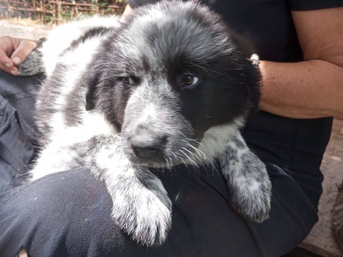 Adotta un cane, femmina, 2 mesi, Avellino
