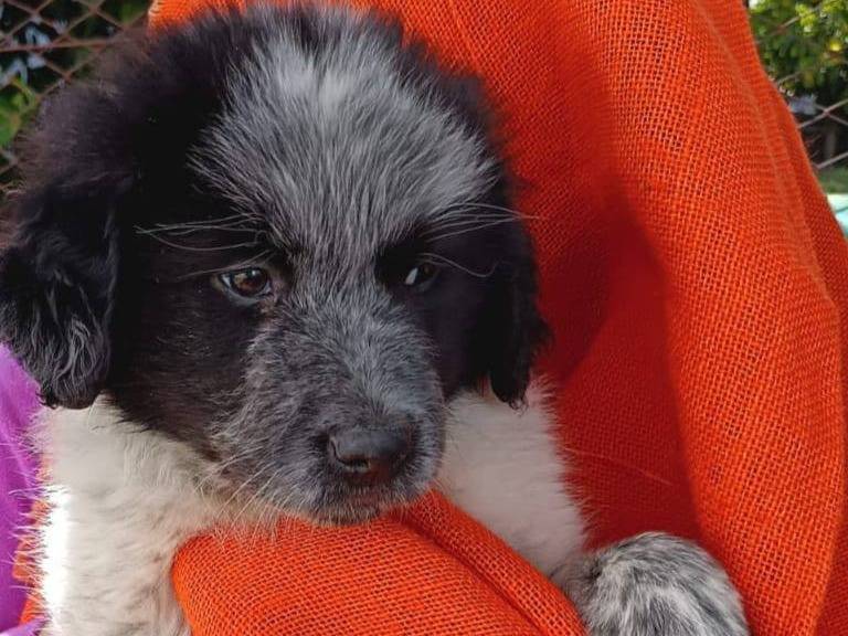 Adotta un cane, taglia media, femmina, Avellino