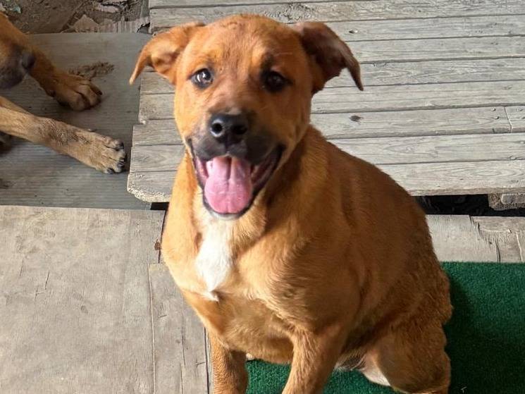 Adozione cane, maschio, Razza sconosciuta Razza sconosciuta, 5 mesi, taglia media, Caserta