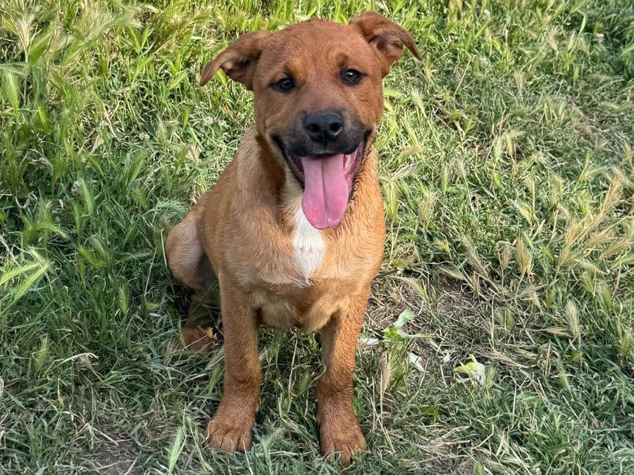 Adotta un cane, maschio, 5 mesi, Caserta