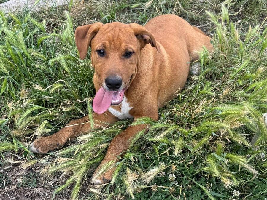 Adozione cane, maschio, Razza sconosciuta Razza sconosciuta, 5 mesi, taglia media, Caserta