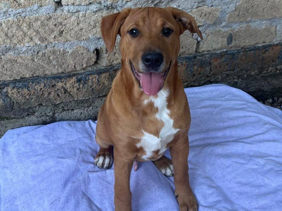 Adotta un cane, maschio, 5 mesi, Caserta