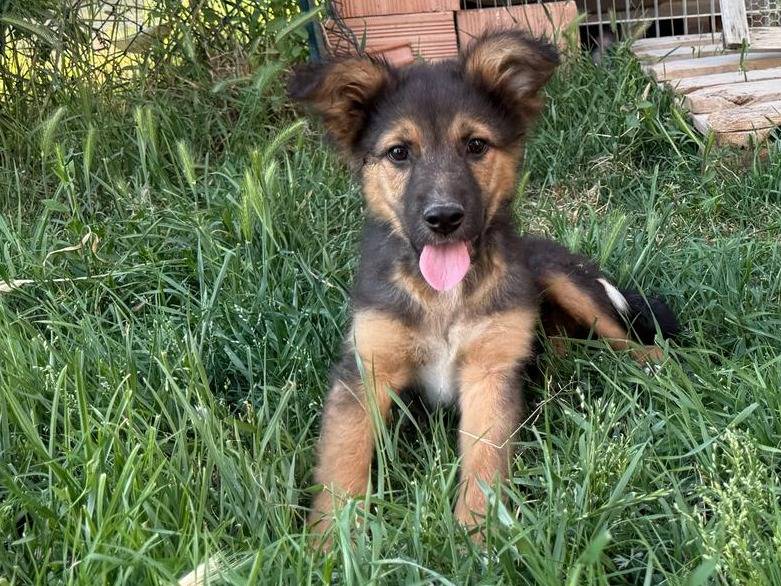 Adozione cane, maschio, Pastore tedesco Razza sconosciuta, 1 mesi, taglia media, Torino