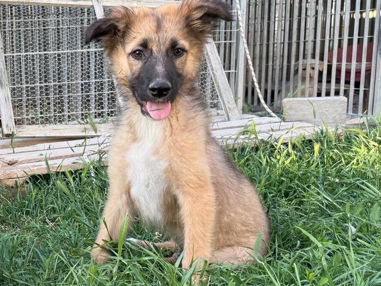 Adozione cane, maschio, Razza sconosciuta Razza sconosciuta, 3 mesi, taglia media, Aosta