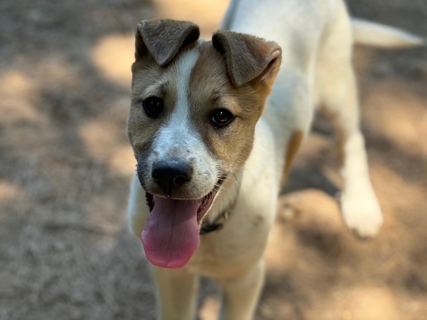 Adotta un cane, taglia media contenuta, femmina, Milano