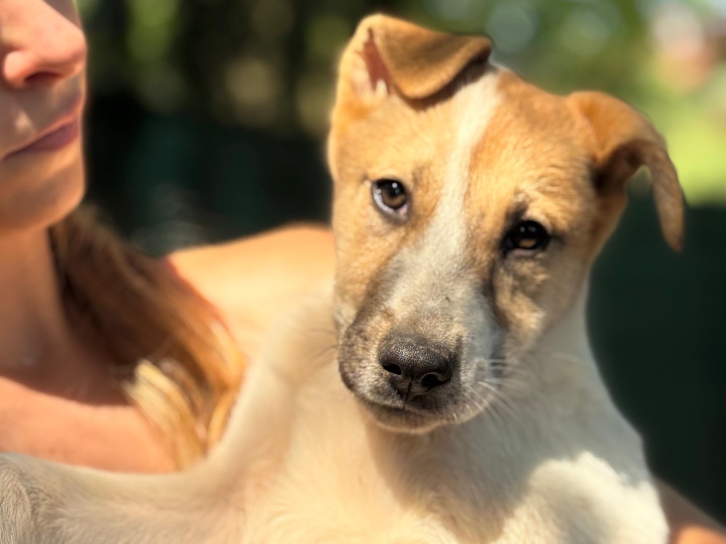 Adotta il cane Urania  a Milano