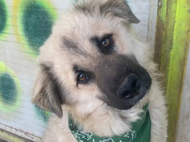 Adotta un cane, maschio, 1 anno e 1 mese, Lecco