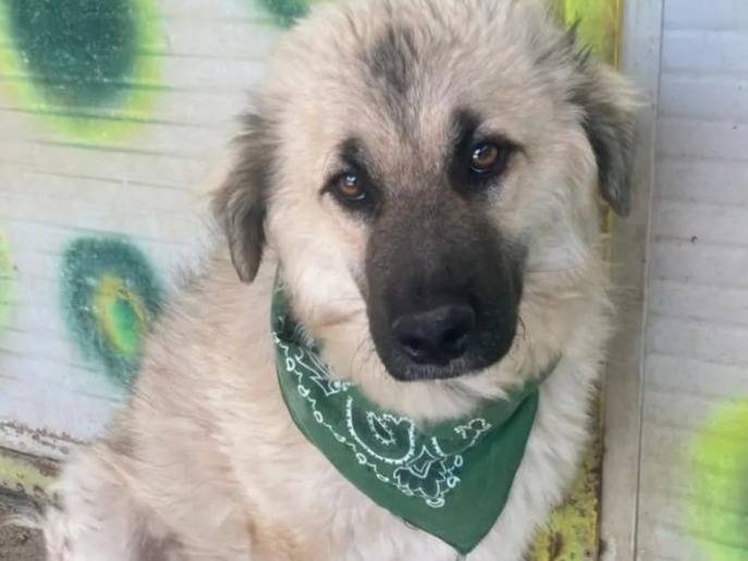 Adotta un cane, taglia media contenuta, maschio, Lecco