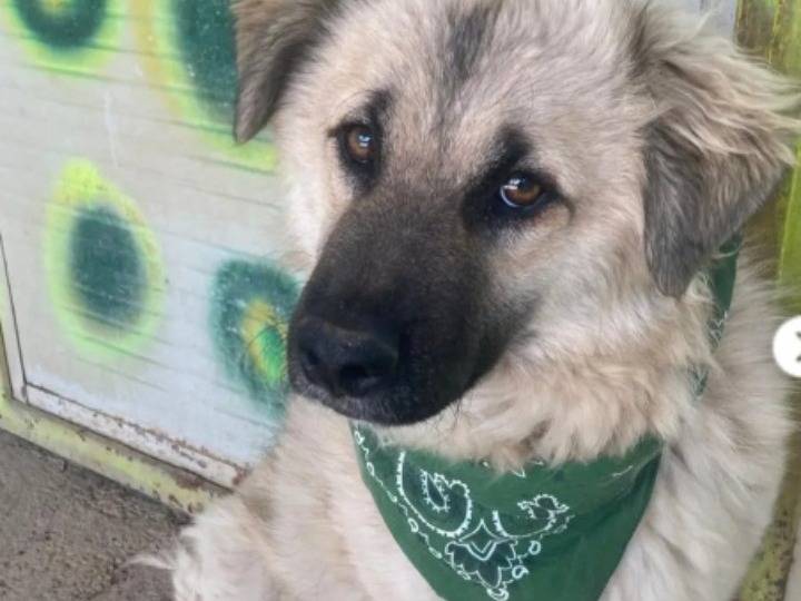 Vuoi adottare un cane a Lecco?