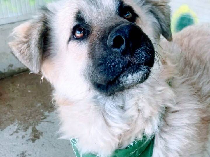 Adotta il cane Gianni a Lecco