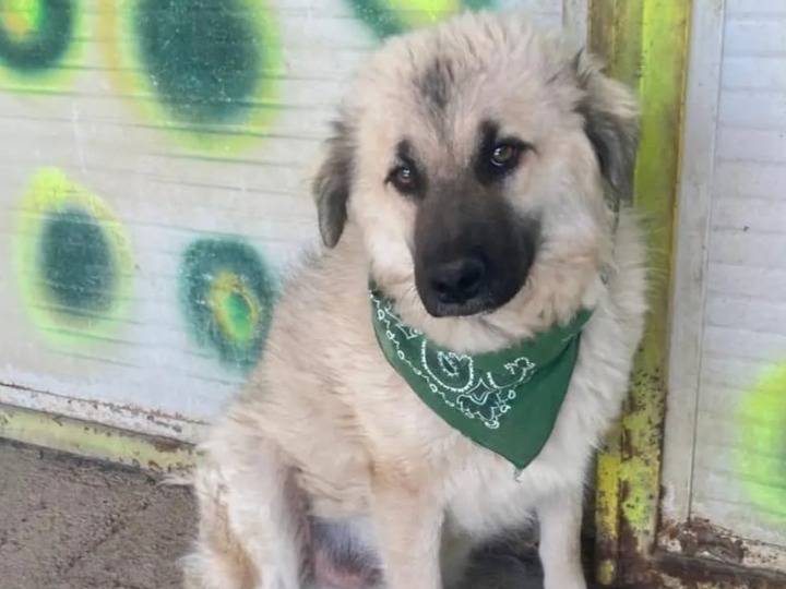 Adozione cane, maschio, Razza sconosciuta Razza sconosciuta, 1 anno e 1 mese, taglia media contenuta, Lecco