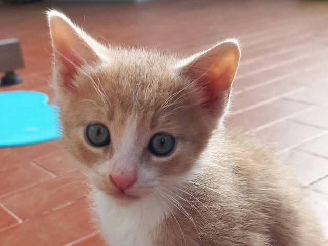 Adozione gatto, maschio, Razza sconosciuta Razza sconosciuta, 2 mesi, taglia non valida, Bergamo