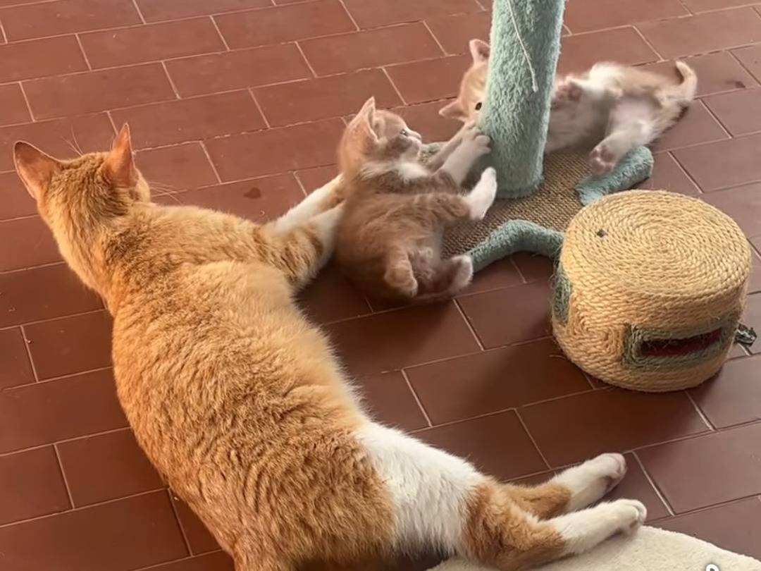 Adotta un gatto, maschio, 2 mesi, Bergamo