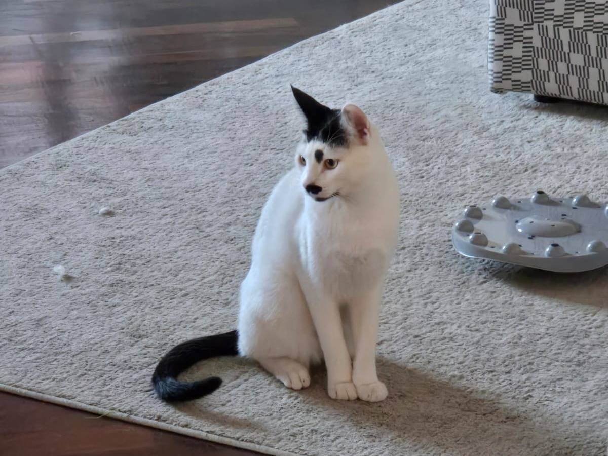 Adotta un gatto, taglia non valida, maschio, Brescia