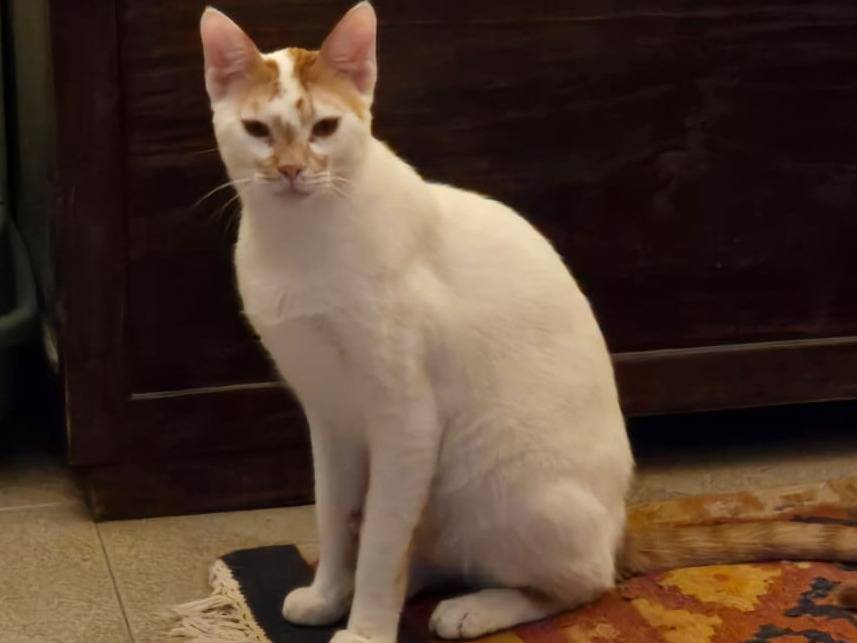 Adotta un gatto, maschio, 10 mesi, Brescia
