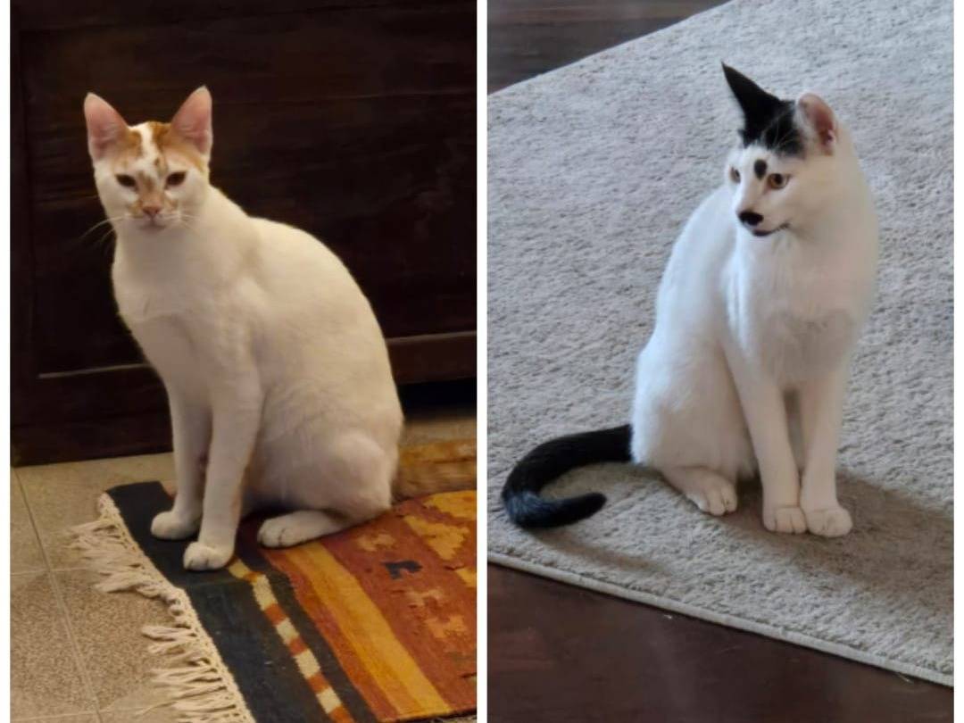 Adozione gatto, maschio, Razza sconosciuta Razza sconosciuta, 10 mesi, taglia non valida, Brescia