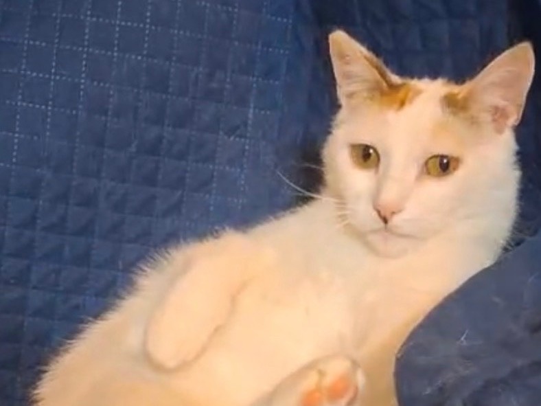 Adozione gatto, femmina, Razza sconosciuta Razza sconosciuta, 1 anno e 8 mesi, taglia non valida, Torino