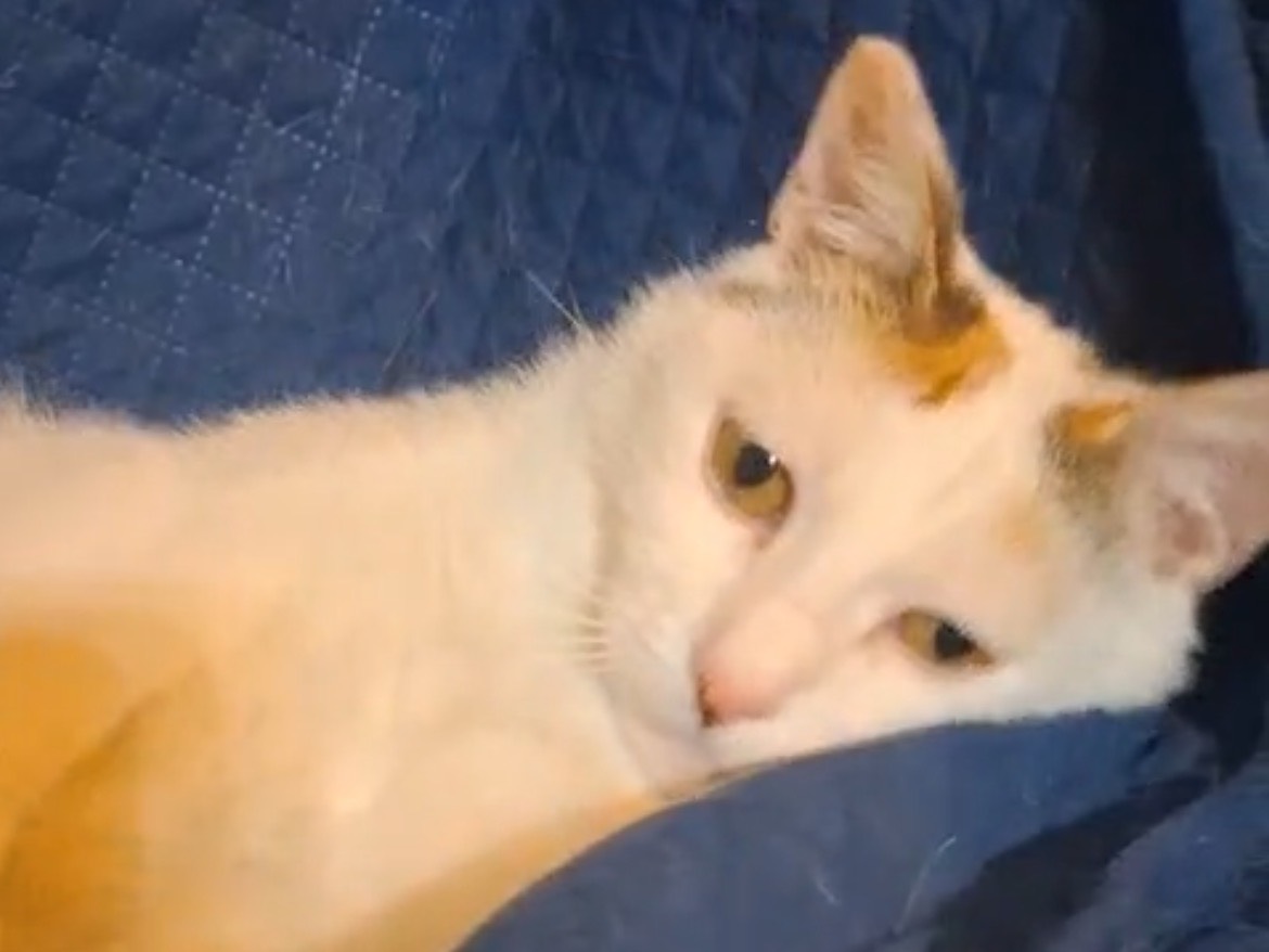 Adotta un gatto, femmina, 1 anno e 8 mesi, Torino