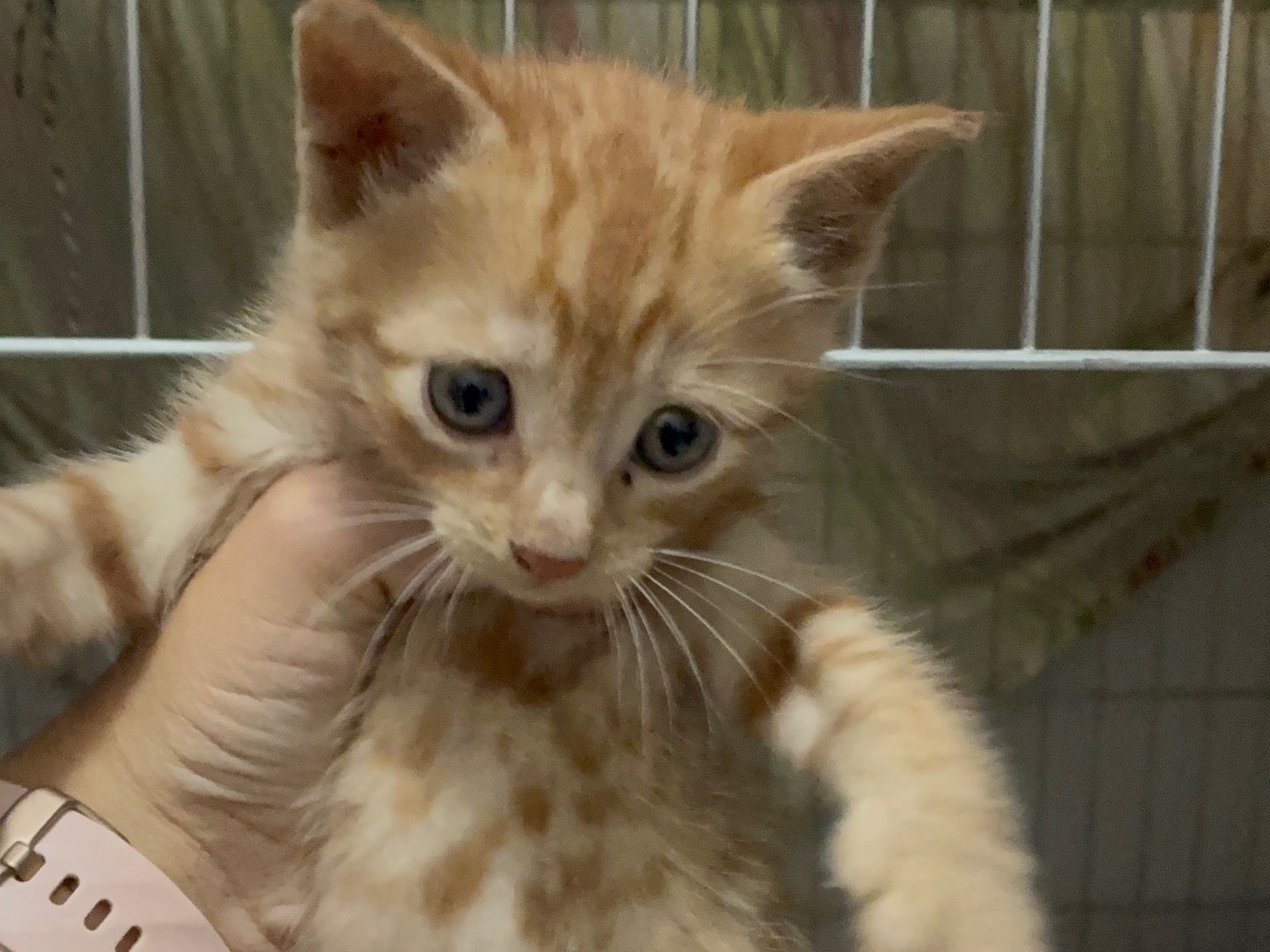 Adozione gatto, maschio, Razza sconosciuta Razza sconosciuta, 2 mesi, taglia non valida, Torino