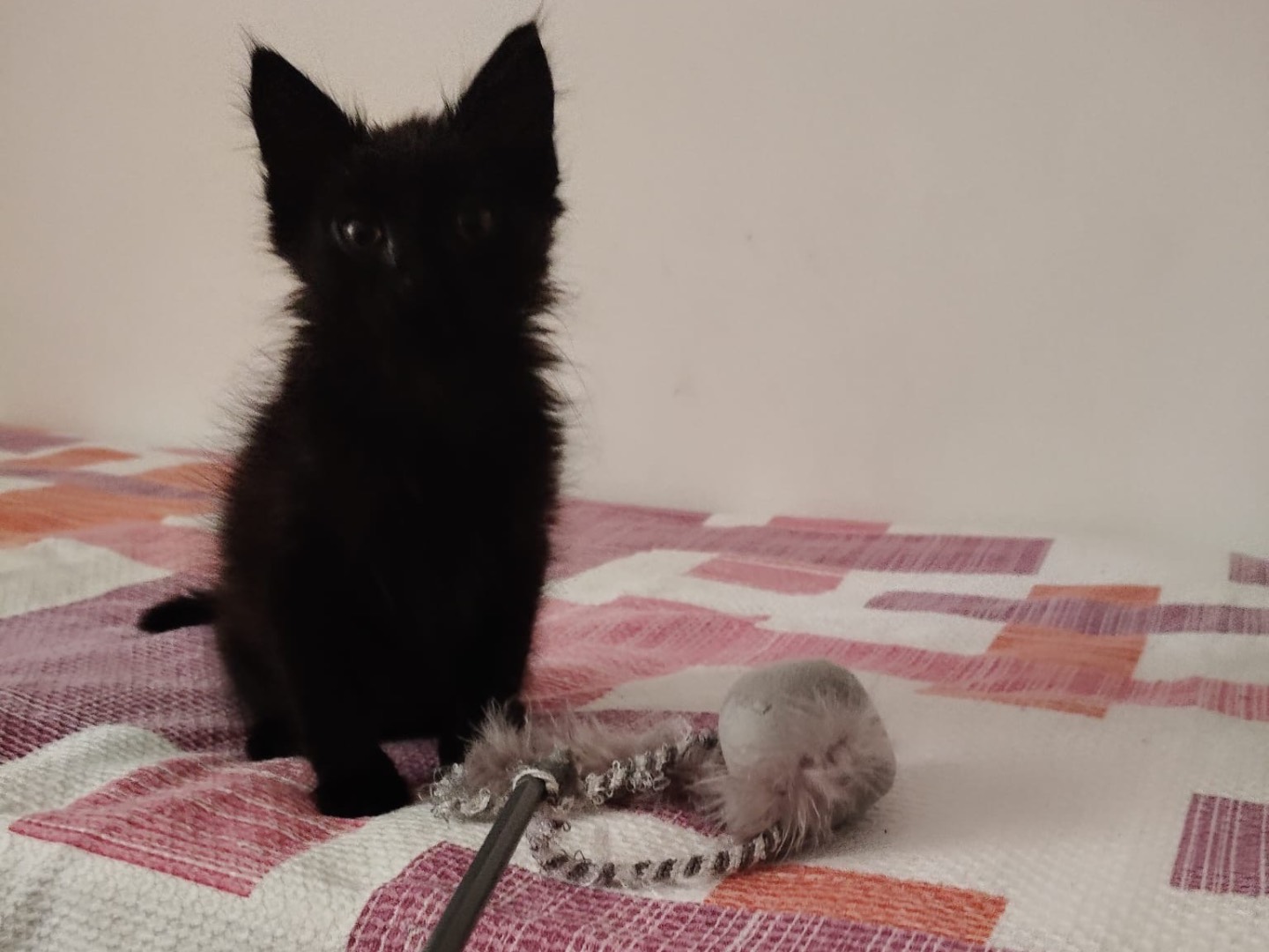 Adozione gatto, maschio, Razza sconosciuta Razza sconosciuta, 1 mesi, taglia non valida, Crotone