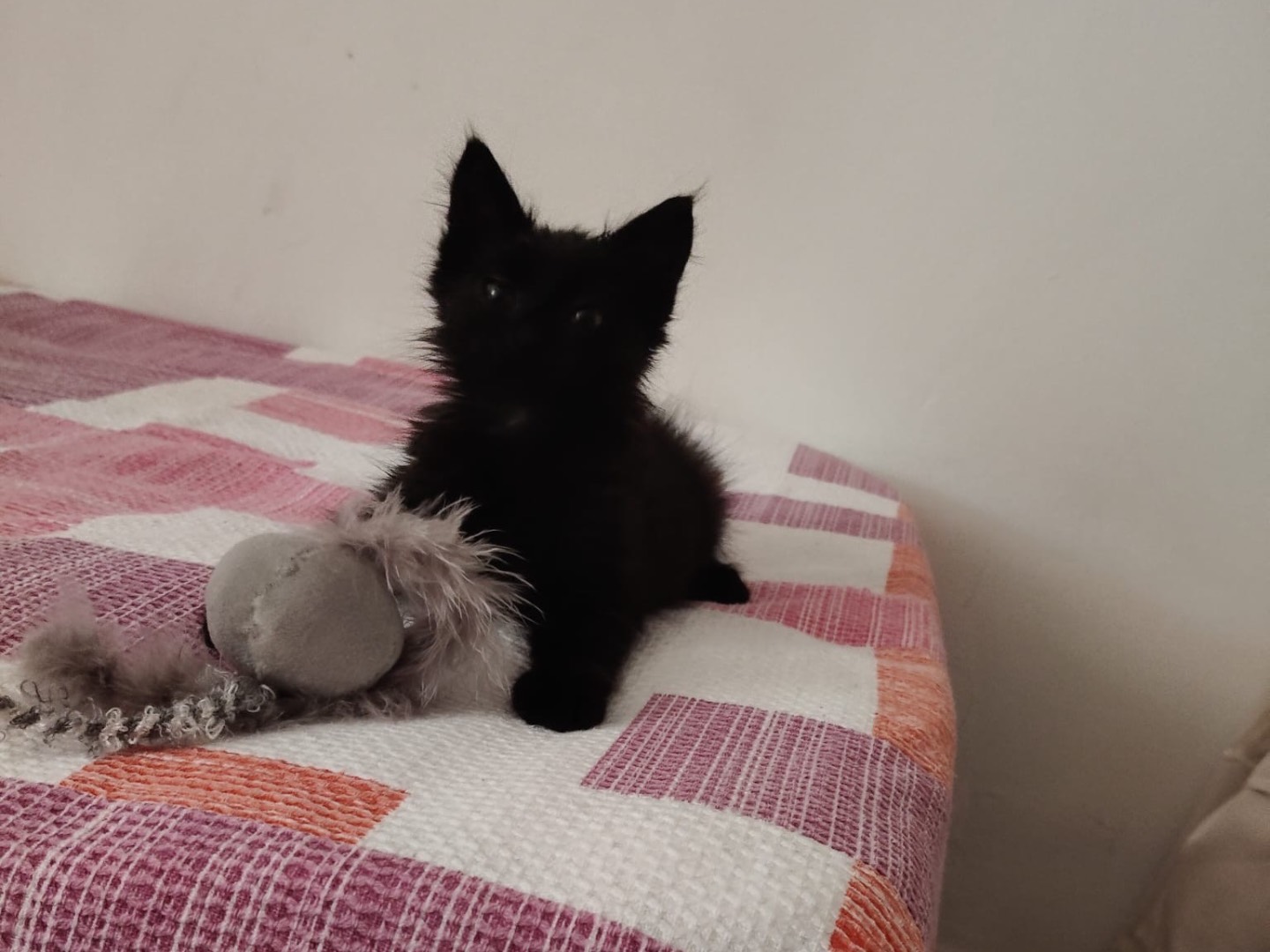 Adotta un gatto, maschio, 1 mesi, Crotone