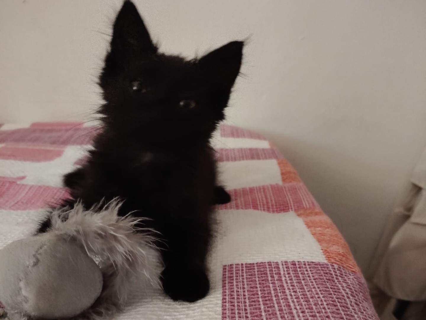Adotta un gatto, taglia non valida, maschio, Crotone