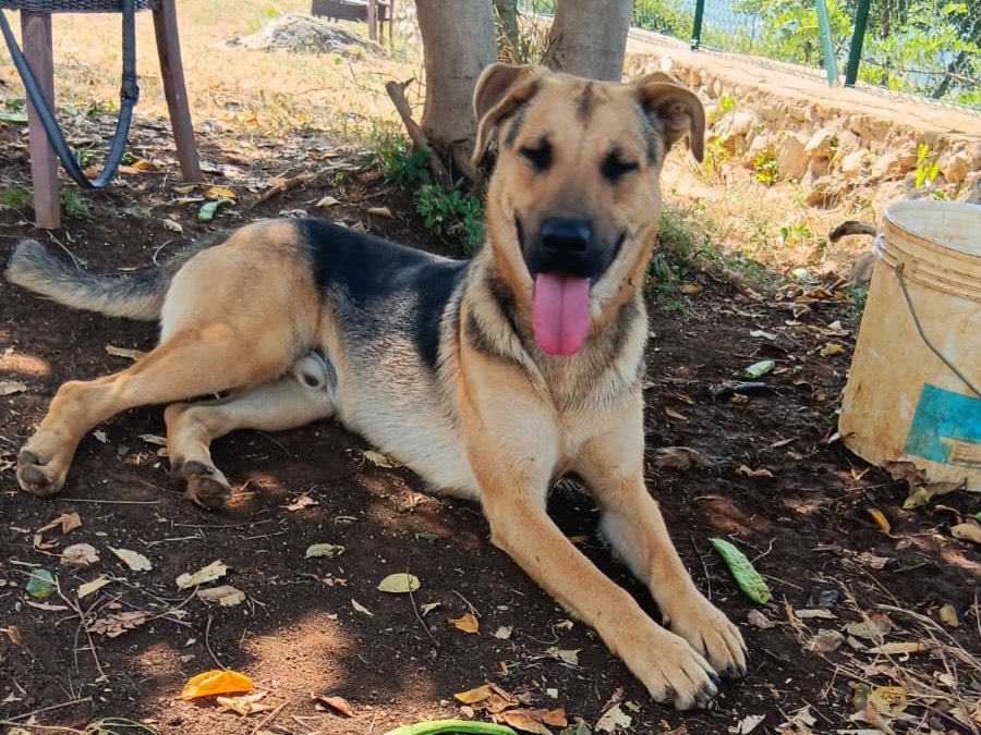 Adotta un cane, taglia media, maschio, Latina