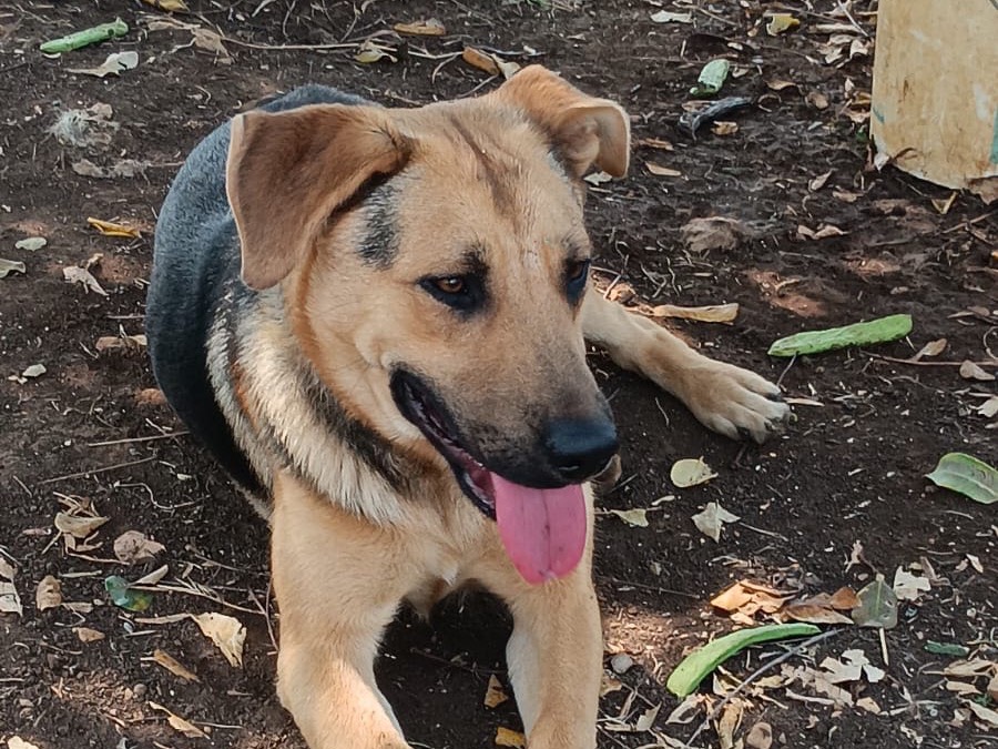 Vuoi adottare un cane a Latina?