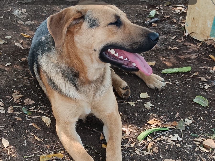 Adotta un cane, maschio, 2 anni, Latina