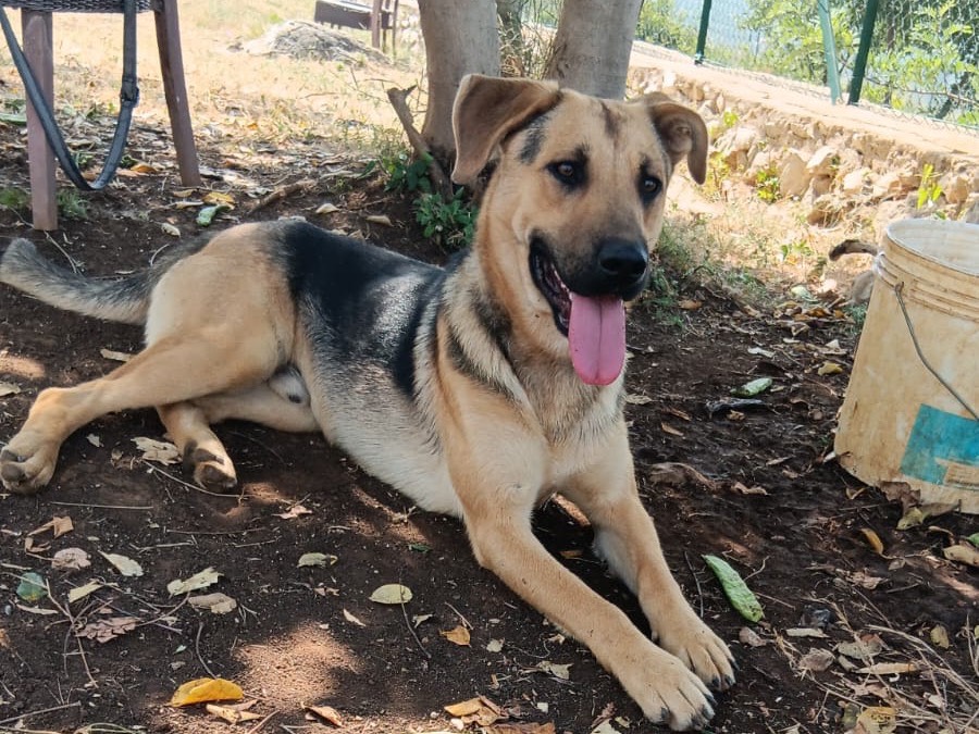 Adozione cane, maschio, Razza sconosciuta Razza sconosciuta, 2 anni, taglia media, Latina
