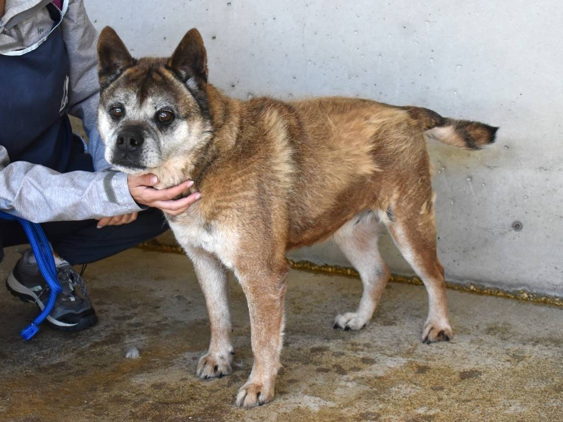Adozione cane, maschio, Razza sconosciuta Razza sconosciuta, 5 anni e 6 mesi, taglia media, Roma