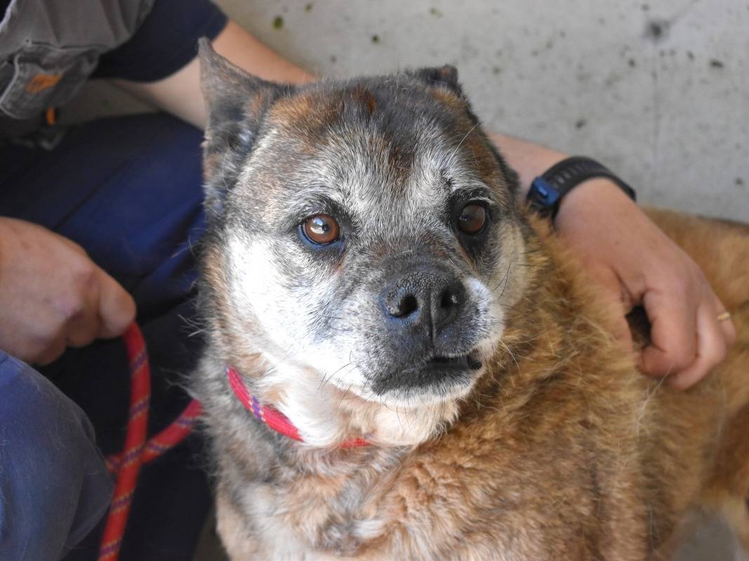 Adotta un cane, maschio, 5 anni e 6 mesi, Roma