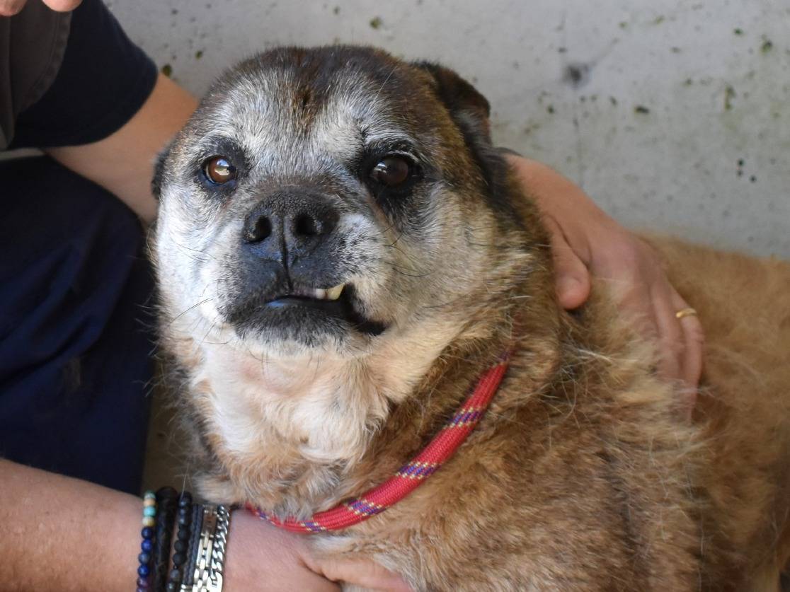 Adotta un cane, taglia media, maschio, Roma