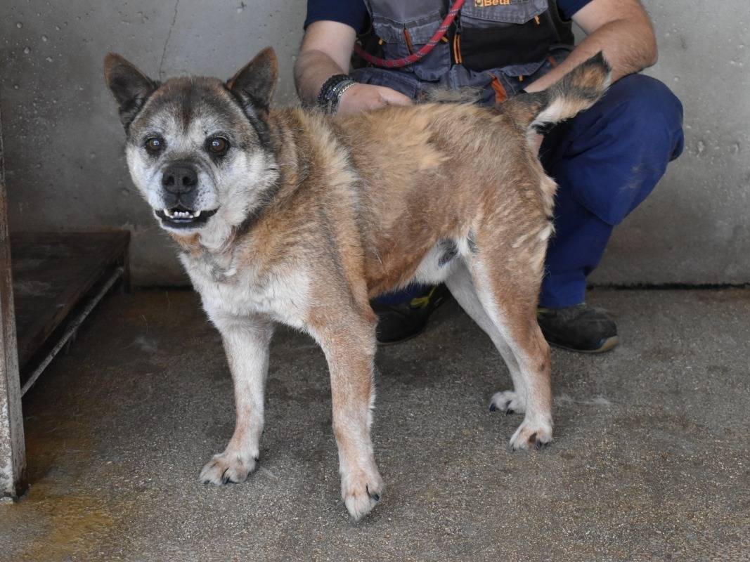 Vuoi adottare un cane a Roma?