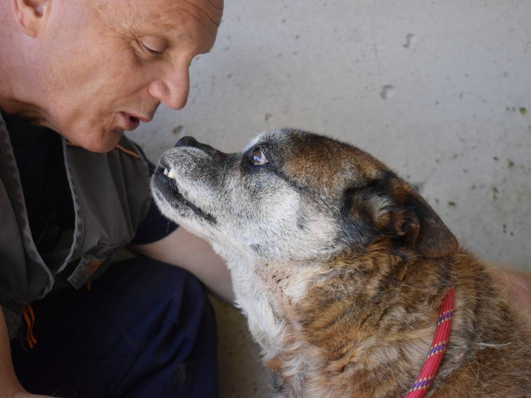 Adotta il cane Dorvik a Roma