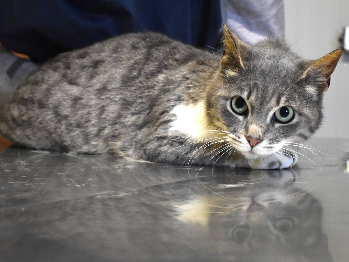 Adozione gatto, femmina, Razza sconosciuta Razza sconosciuta, 1 anno e 4 mesi, taglia non valida, Roma