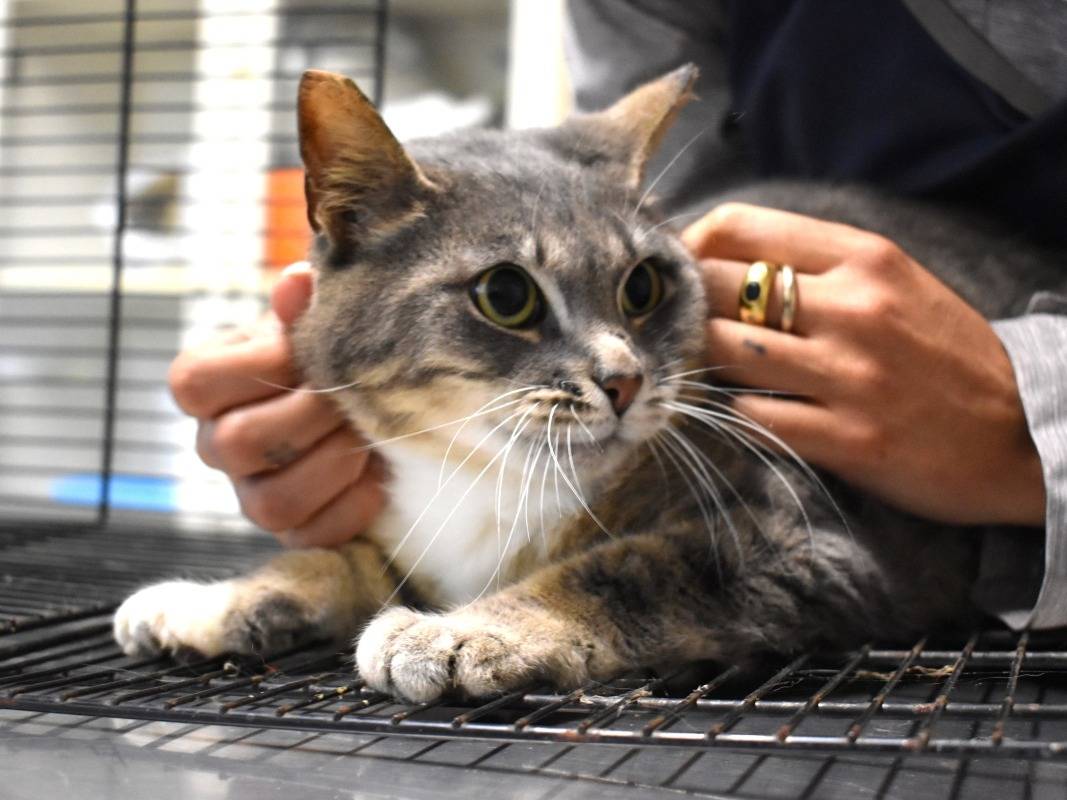 Vuoi adottare un gatto a Roma?