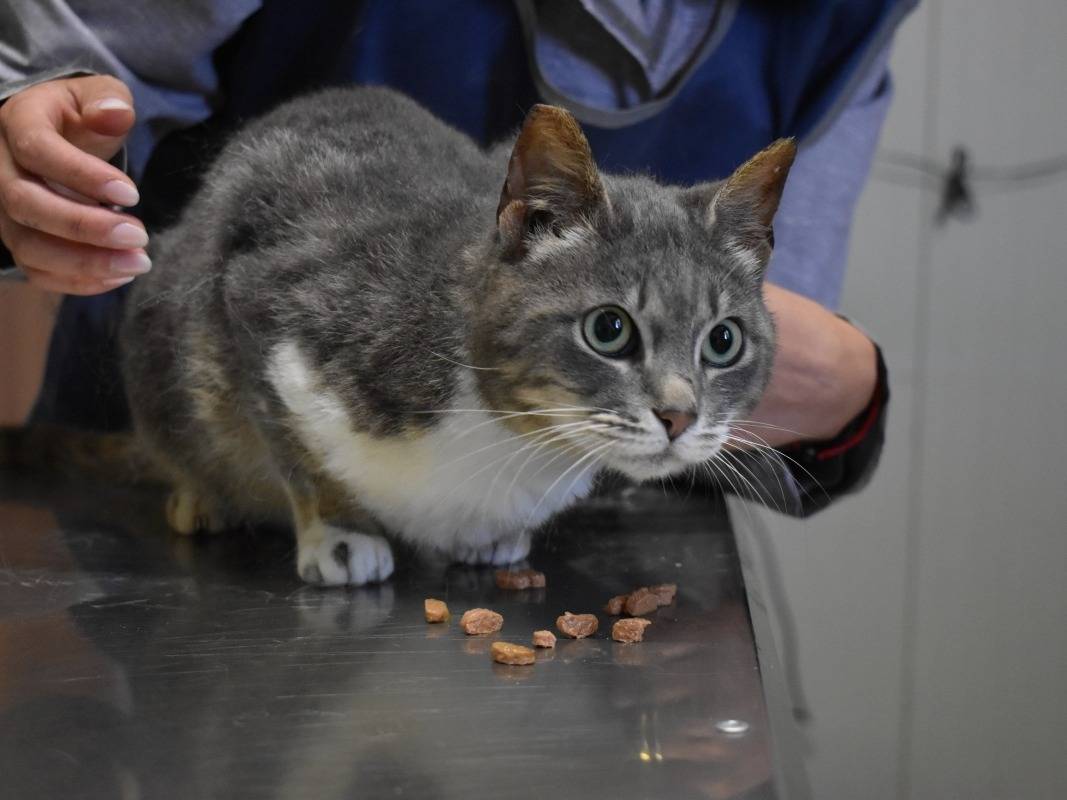 Adotta un gatto, femmina, 1 anno e 4 mesi, Roma