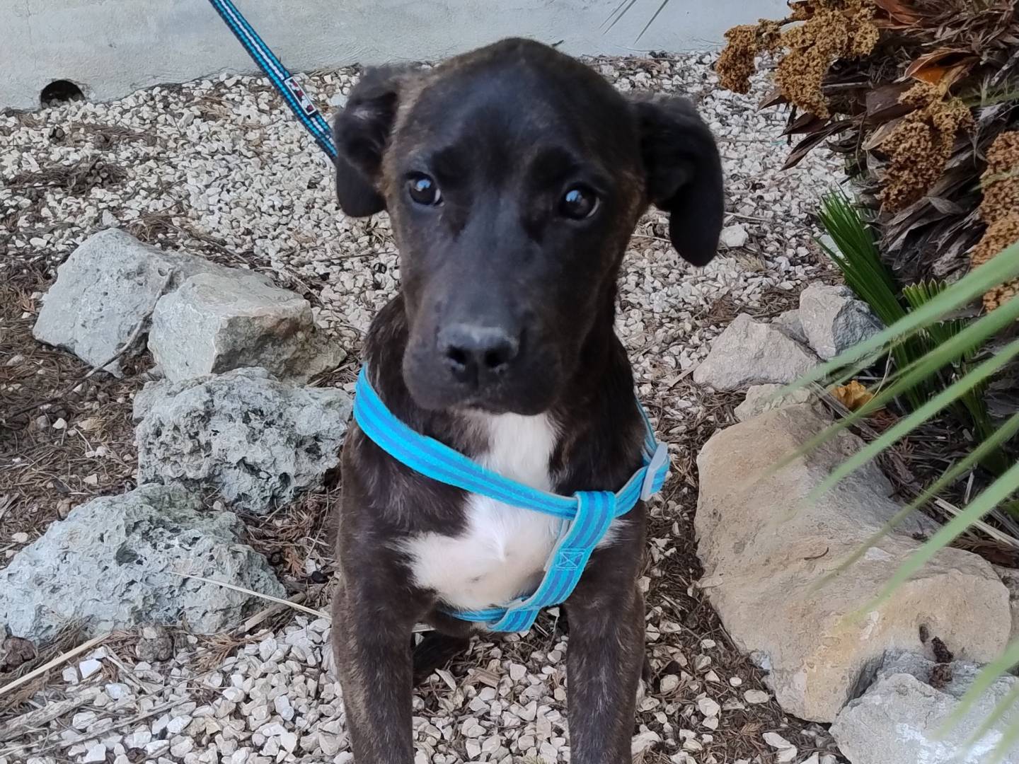 Adozione cane, femmina, Razza sconosciuta Razza sconosciuta, 5 mesi, taglia media, Pordenone