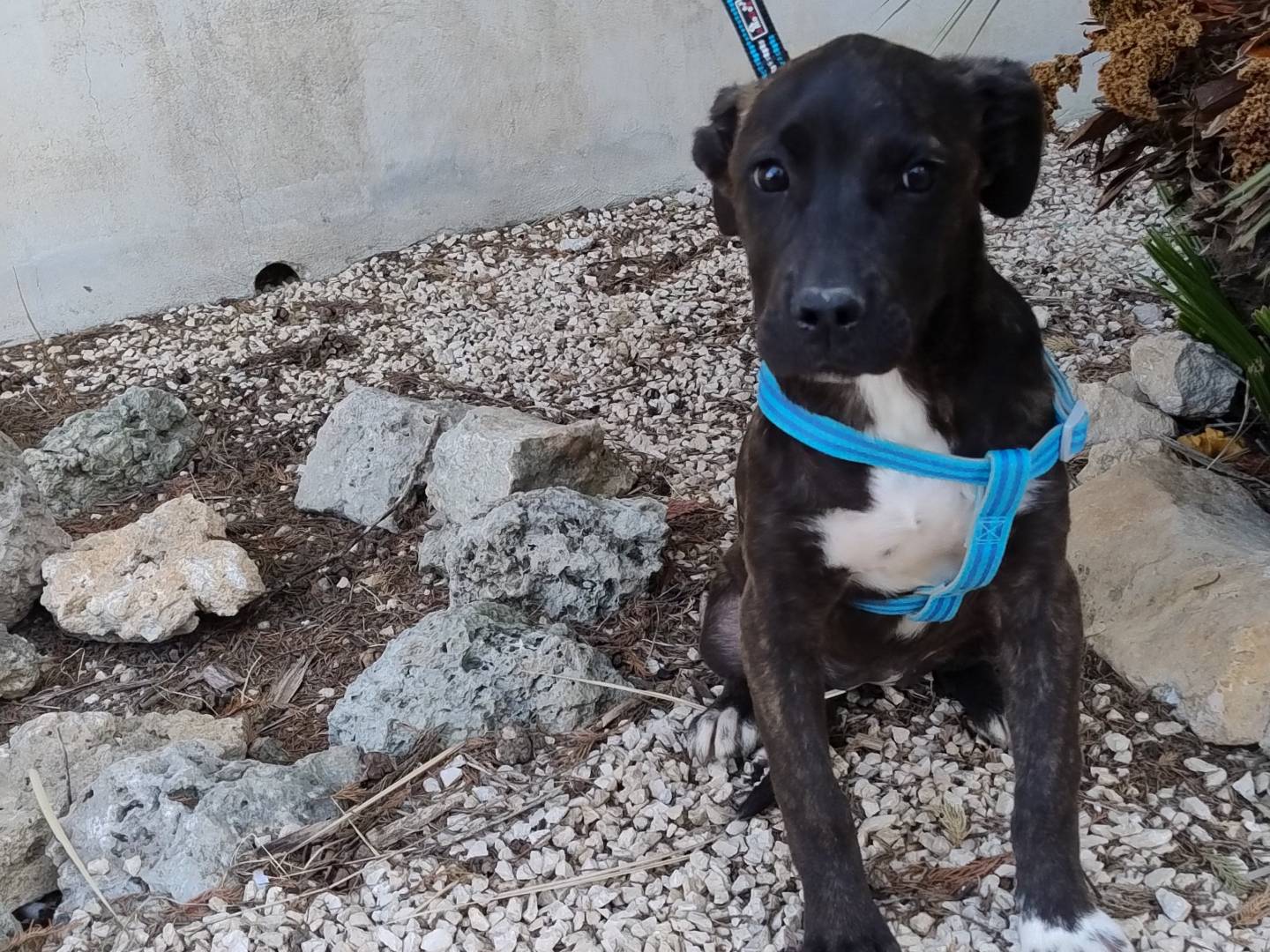 Adotta un cane, femmina, 5 mesi, Pordenone