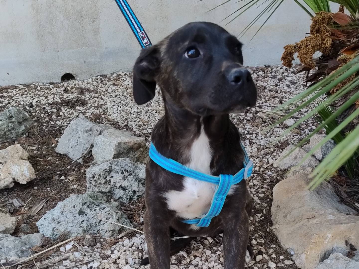 Adotta un cane, taglia media, femmina, Pordenone