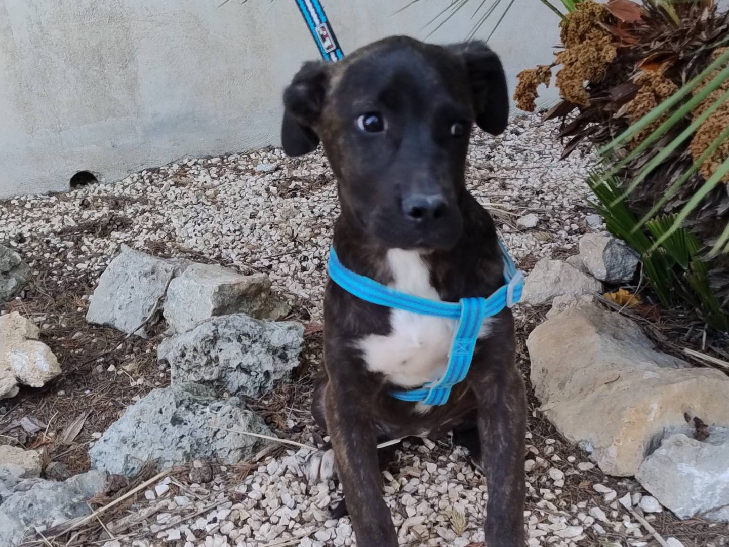 Vuoi adottare un cane a Pordenone?